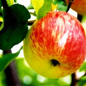Яблоня беловатая с красным румянцем "Избранница" (осенний, морозоустойчивый сорт)