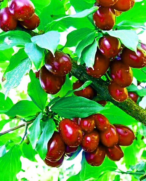 Кизил Мосвир темно-красный (крупноплодный привитый сорт) фото-1