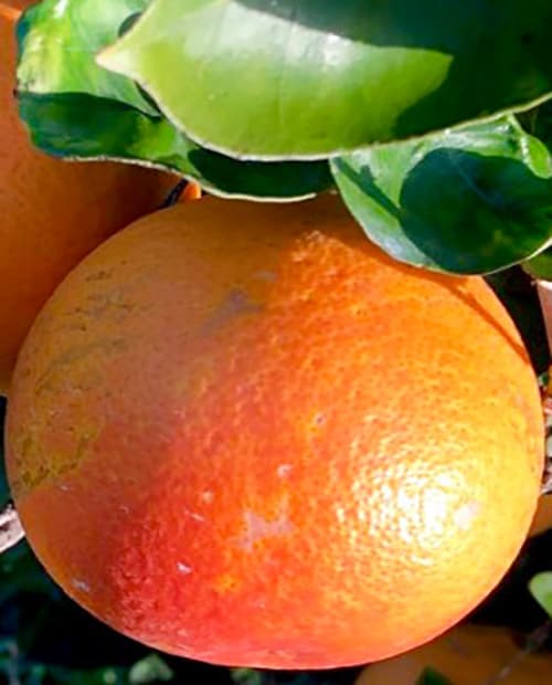 Апельсин Тарокко фото-1