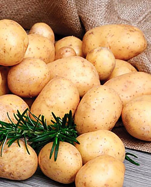 Семенной картофель Гала – купить в интернет-магазине Агро-Маркет24