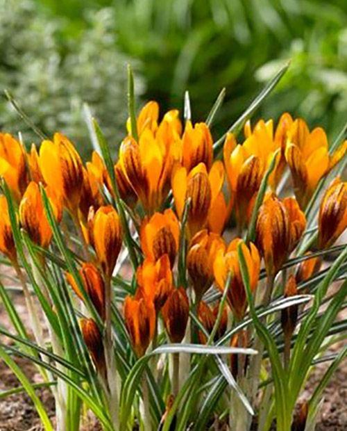 Крокус ботанический "Оранж Монарх" (Orange Monarch) 5шт в упаковке (размер 5/+) фото-0