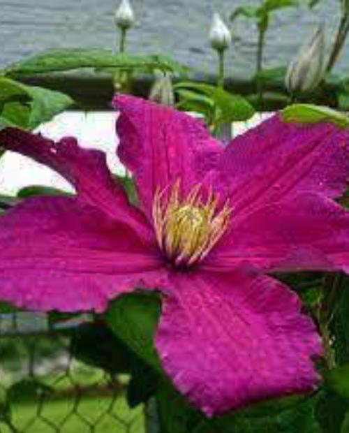 Клематис крупноцветковый Барбара Дибли (Barbara Dibley) розово-сереневый (корневая окс) фото-3