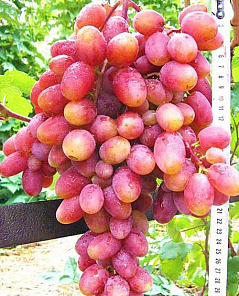 Купить саженцы столового винограда с доставкой почтой по России вАгро-Маркет24
