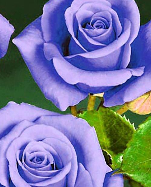 Роза чайно-гибридная Голубой Нил пурпурно-голубая (саженец класса АА+) высший сорт фото-0