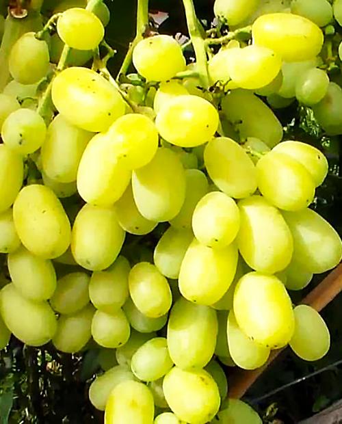 Виноград Лора светло-желтый (столовый сорт, средний срок созревания) фото-2