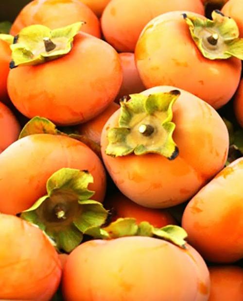 Хурма Яблочная оранжевая (поздний срок созревания, на морозостойком подвое) фото-2