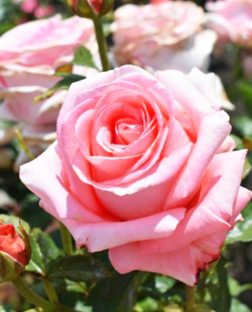 Роза чайно-гибридная Нобилис Лососевая (саженец класса АА+) высший сорт   фото-0