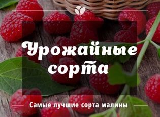 Самые урожайные сорта малины