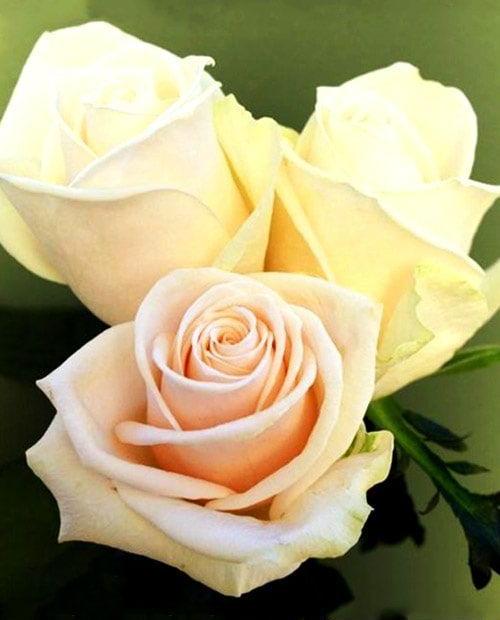 Роза чайно-гибридная Талия (Talea) кремовая с розовинкой (саженец класса АА+) высший сорт фото-0