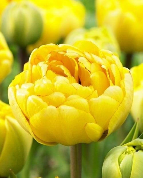 Тюльпан махровый поздний "Йеллоу Помпонет" (Yellow Pompenette) 3шт в упаковке (размер 11/12) фото-0