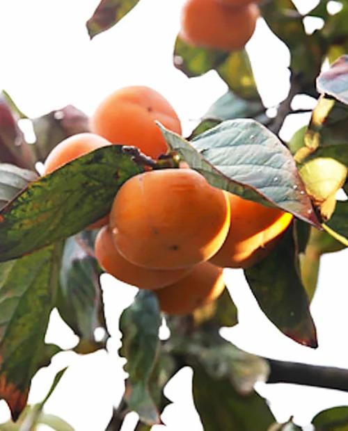 Хурма Тамопан большой оранжевая (средний срок созревания, на морозостойком подвое) фото-1