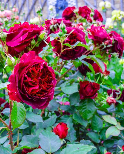 Роза английская Манстед Вуд алая (саженец класса АА+) высший сорт фото-3