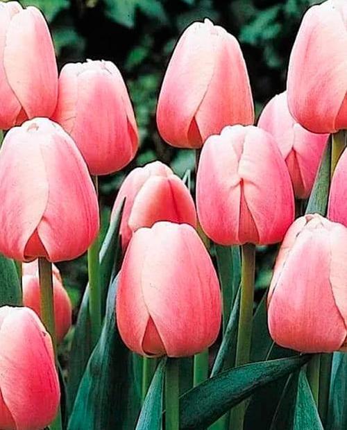Тюльпан Белла Блаш (Bella Blush) дарвинов гибрид 3шт в упаковке (размер 12/+) фото-0