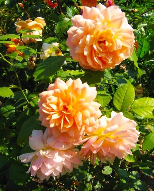 Роза парковая кремово-желтая "Грейс" (саженец класса АА+) высший сорт фото-1