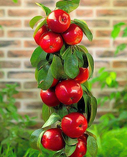 Колоновидная яблоня Червонец – купить в интернет-магазине Агро-Маркет24