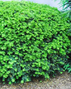 Тис Денсиформис (Densiformis) средний (контейнер p9)