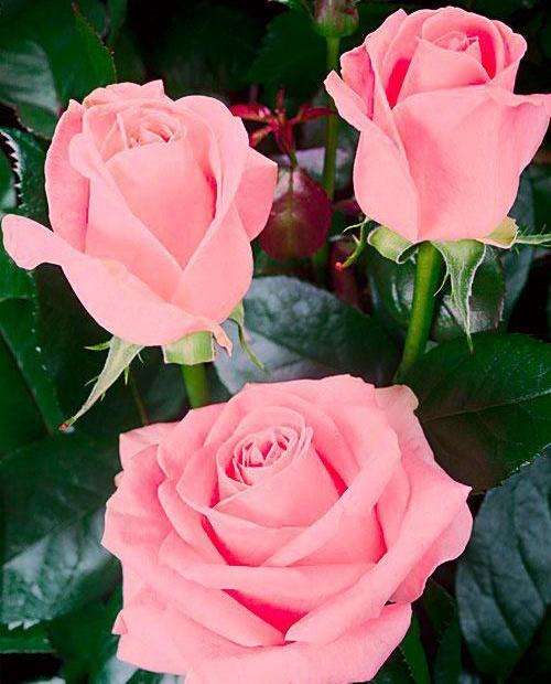 Роза чайно-гибридная розовая "Сусанна" (саженец класса АА+) высший сорт
