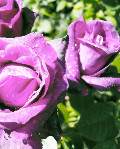 Роза чайно-гибридная Бархатная ночь (Velvet night) пурпурная (морозостойкий сорт) фото-1