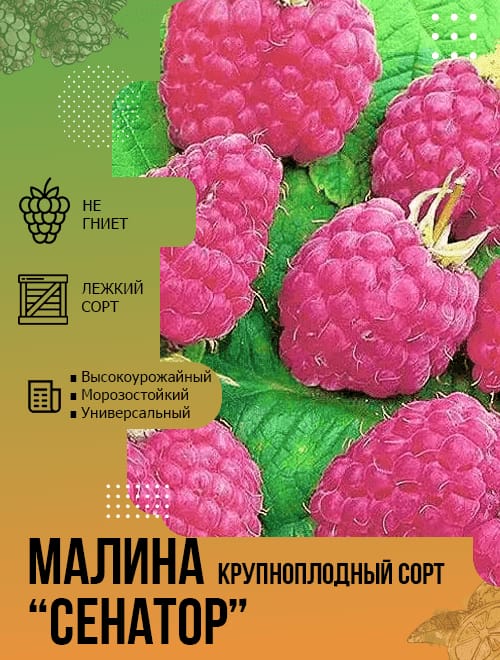 Малина Сенатор ярко-розовая (средний срок созревания) (корневая окс) фото-4