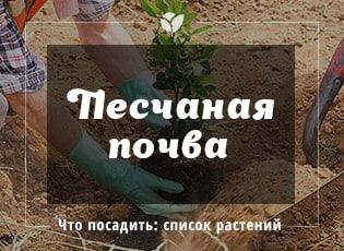 Что можно посадить на песчаной почве: список растений