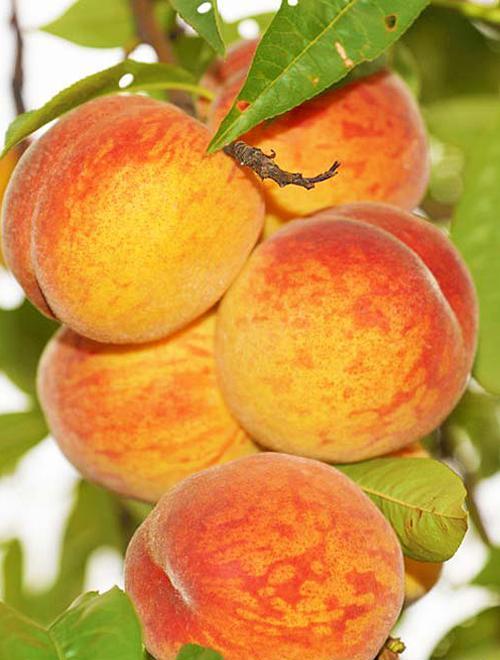 Персик оранжевый с красным румянцем "Киевский Ранний" (ранний срок созревания) фото-