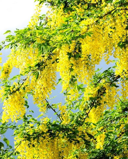 Акация желтая 3-х летняя (Yellow acacia) высота саженца 40-50 см фото-1