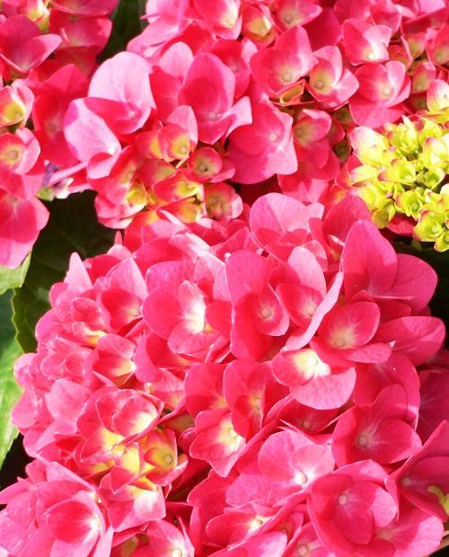 Гортензия метельчатая ярко-розовая "Сон Эммы" (премиальный, неприхотливый сорт) фото-3