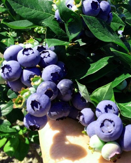 Голубика Дрейпер фиолетово-черная (садовая черника) (ранний срок созревания) (контейнер p9) фото-1
