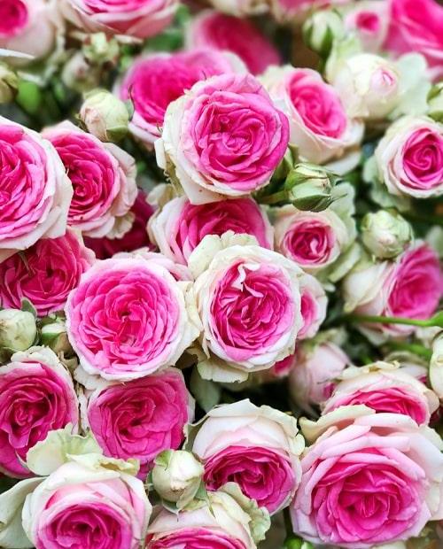 Роза спрей бело-розовая с зеленоватым оттенком "Мими Эден" (Mimi Eden) (саженец класса АА+) высший сорт фото-1