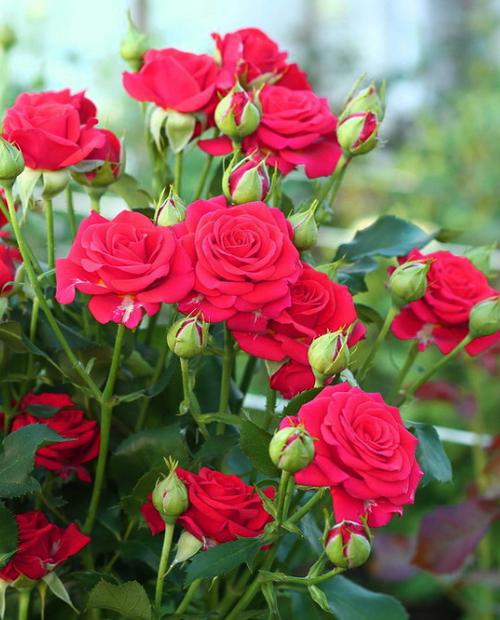 Роза спрей малиново-розовая "Мирабель" (саженец класса АА+) высший сорт фото-2
