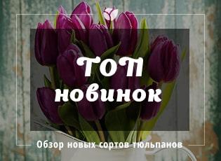 Виды тюльпанов: ТОП самых красивых