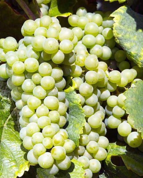 Виноград Пино белый (винный сорт, средне-раннего срока созревания) фото-0