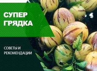 Выращивание экзотических овощей