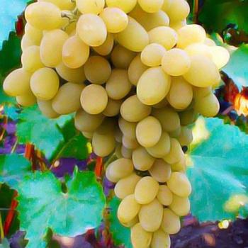 Виноград золотисто-желтый "Бристоль мускат" (столовый сорт, ранний срок созревания)
