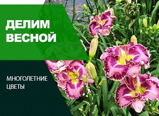 Какие многолетники можно делить весной