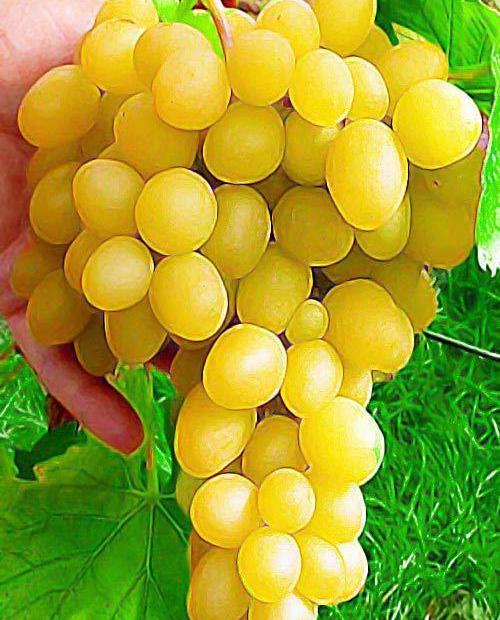 Виноград светло-желтый "Лора" (столовый сорт, средний срок созревания)