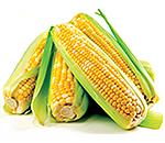 Семена кукурузы для сибири