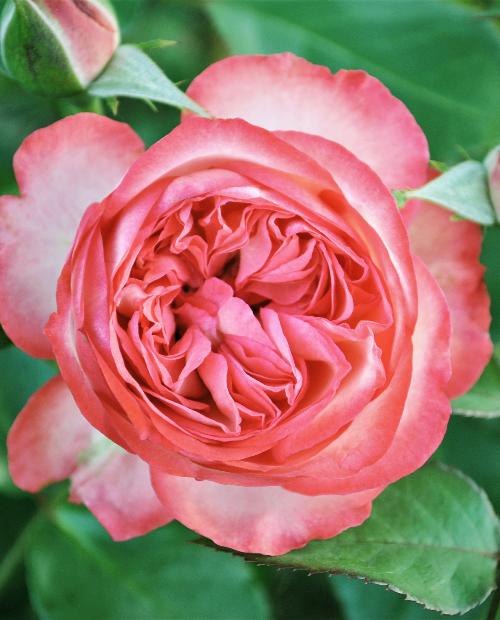 Роза английская розовая "Антик" (Antike) (саженец класса АА+) высший сорт фото-2