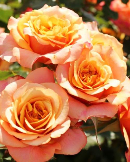 Роза флорибунда желто-оранжевый "Ла Вилла Кота" (саженец класса АА+) высший сорт фото-2