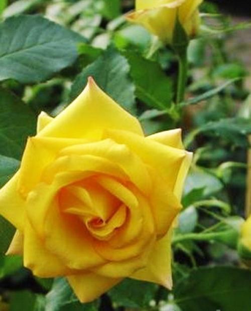 Роза чайно-гибридная золотистая "Папилон" (саженец класса АА+) высший сорт   фото-3