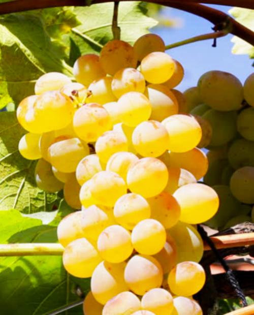 Виноград зеленовато-желтый "Ркацители" (винный сорт, позднего срока созревания) фото-1