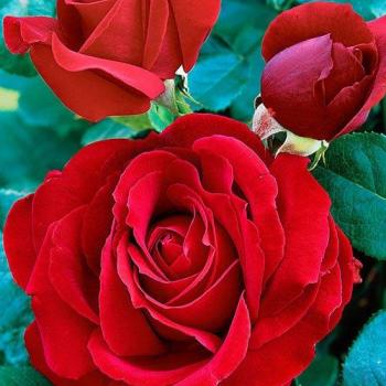 Роза чайно-гибридная красная "Софи лорен" (саженец класса АА+) высший сорт