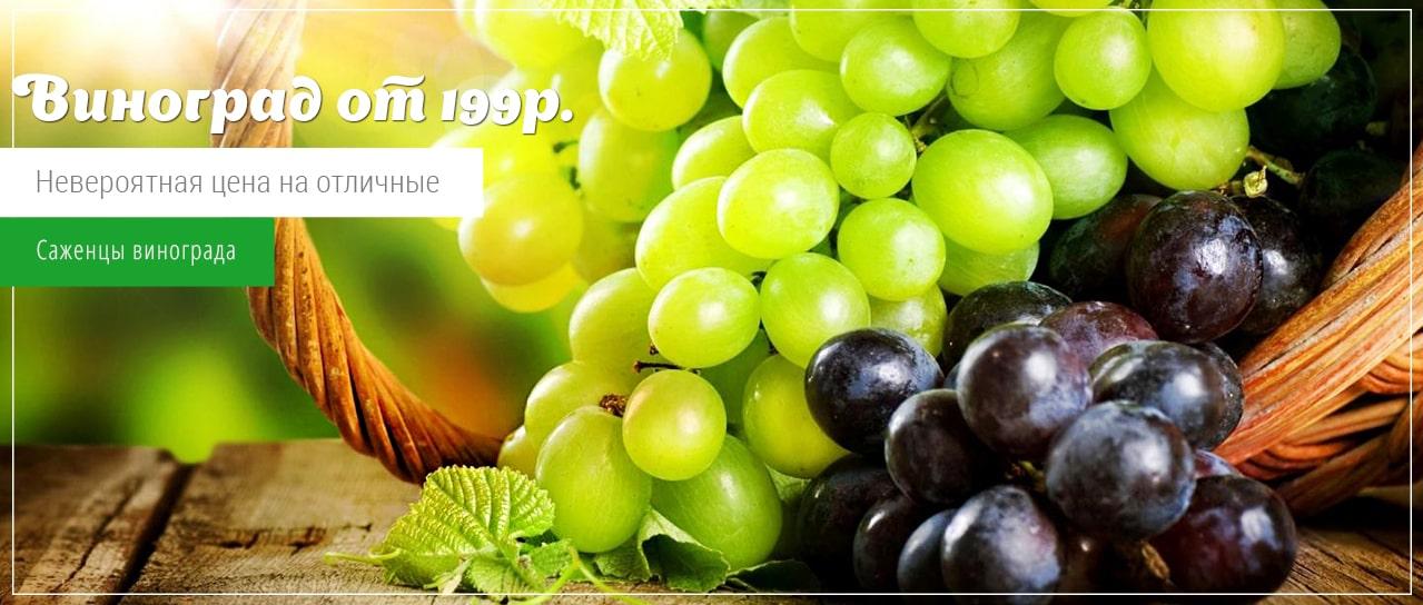 Акция! Саженцы винограда от 199 рублей.