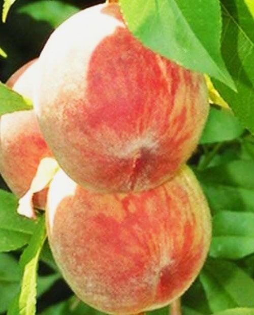 Персик оранжевый "Ирганайский поздний" (позднего срок созревания) фото-0