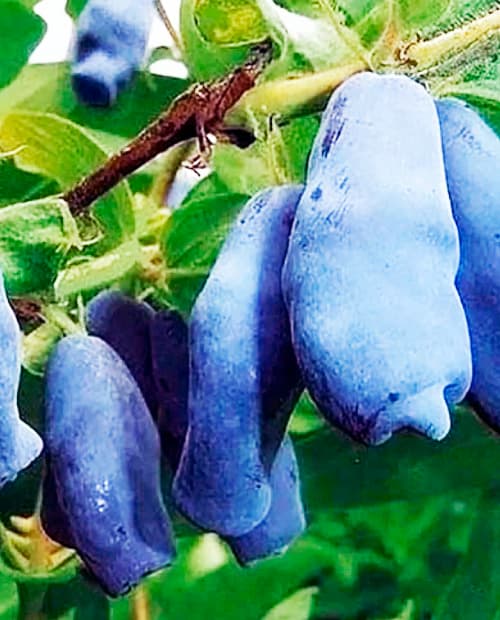 Жимолость Бакчарский Великан синяя (средний срок созревания) фото-3