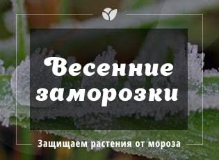 Защита от весенних заморозков: криопротекторы для растений 