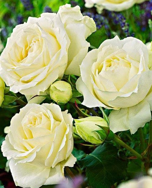Роза чайно-гибридная белая "Боинг" (саженец класса АА+) высший сорт фото-0