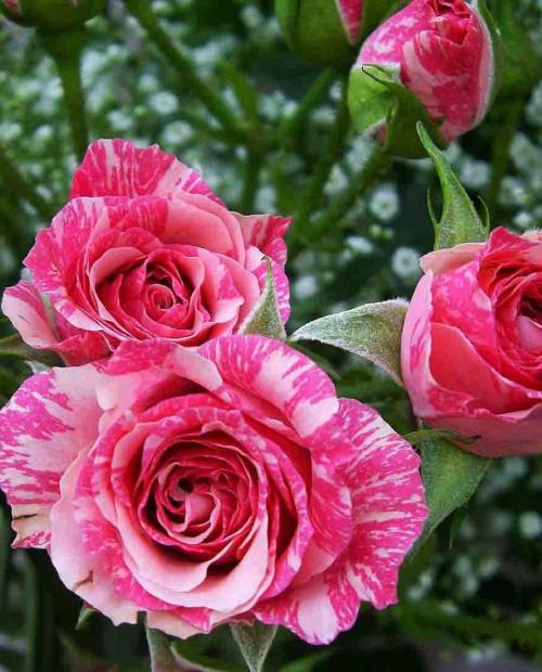 Роза спрей розовая с бело-розовыми полосками "Пинк Флэш" (Pink Flash) (саженец класса АА+) высший сорт фото-2