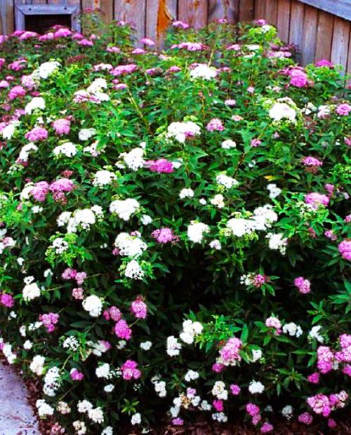 Спирея березолистная розово-белая "Генпей или Широбана" (Genpei or Shirobana) (контейнер p9) 1-год фото-3
