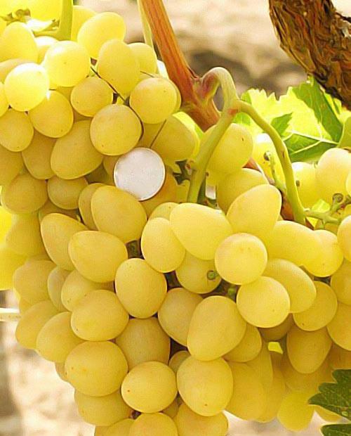 желтые сорта винограда